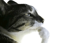 cat-pondering-cat.png