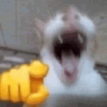 1775316455962.png