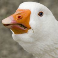 Mr Goose
