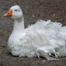 GooseyMcDuck